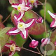 Epimedium rubrum 'Galadriel' GM P9