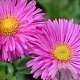 Erigeron 'Rotes Meer' GM P9