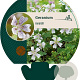 Geranium renardii GM P9