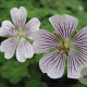 Geranium renardii GM P9