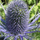 Eryngium zabelii 'Violetta' GM P9