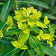 Euphorbia schillingii GM P9
