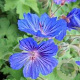 Geranium Sabani Blue GM P9