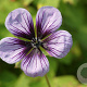 Geranium 'Salomé' GM P9