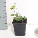 Geranium sanguineum GM P9