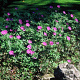 Geranium sanguineum GM P9