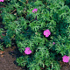 Geranium sanguineum GM P9