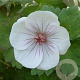 Geranium 'Coombland White' GM P9