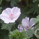Geranium sang. 'Apfelblute' GM P9
