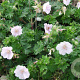 Geranium sang. 'Apfelblute' GM P9