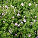Geranium sang. 'Apfelblute' GM P9