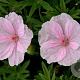 Geranium sanguineum striatum GM P9