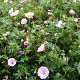 Geranium sanguineum striatum GM P9
