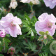 Geranium sanguineum striatum GM P9