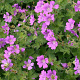 Geranium 'Sirak' GM P9