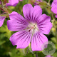 Geranium 'Sirak' GM P9