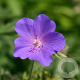 Geranium 'Spinners' GM P9