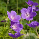Geranium 'Spinners' GM P9