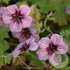 Geranium 'Storm Chaser' GM P9