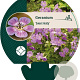Geranium 'Sweet Heidy' GM P9