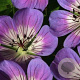 Geranium 'Sweet Heidy' GM P9