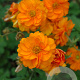 Geum 'Fire Storm' GM P9