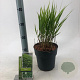 Hakonechloa macra 20-25 cm 2,0L