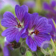 Geranium 'Terre Franche' GM P9