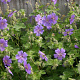Geranium 'Terre Franche' GM P9