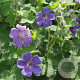 Geranium 'Terre Franche' GM P9