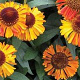 Helenium 'Amber Dwarf' GM P9