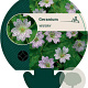 Geranium versicolor GM P9