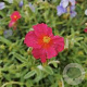 Helianthemum 'Stoplight' GM P9