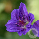 Geranium wlassovianum GM P9