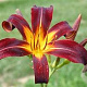 Hemerocallis 'Black Plush' GM P9