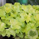 Heuchera 'Guacamole' GM P9
