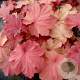 Heuchera Mega Caramel GM P9
