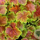Heuchera 'Miracle' GM P9