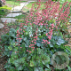 Heuchera 'Peppermint Spice' GM P9