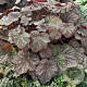 Heuchera 'Pinot Noir' GM P9