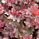 Heuchera 'Purple Petticoats' GM P9
