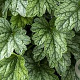 Heuchera 'Rex Peppermint' GM P9