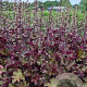 Heuchera 'Rex Red' GM P9