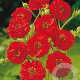 Geum chiloense 'Mrs Bradshaw' GM P9
