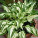 Hosta 'Allegan Fog' GM P9