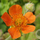 Geum coccineum 'Borisii' GM P9