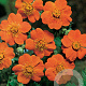 Geum coccineum 'Borisii' GM P9