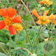 Geum coccineum 'Borisii' GM P9