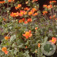 Geum coccineum 'Borisii' GM P9