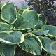 Hosta 'Parasol' GM P9